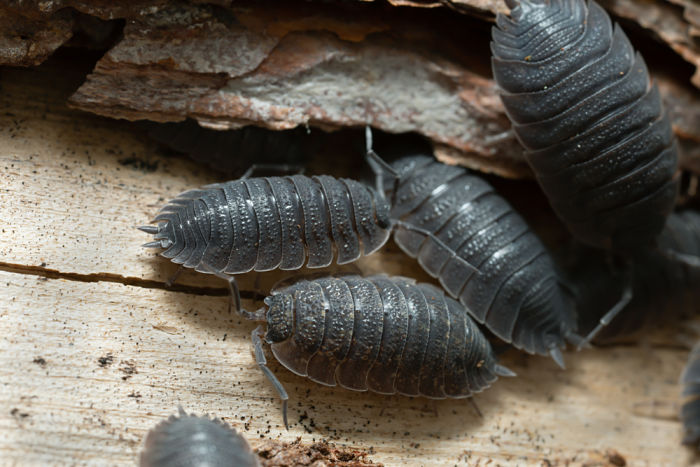 Los 3 insectos en casa por humedad más comunes