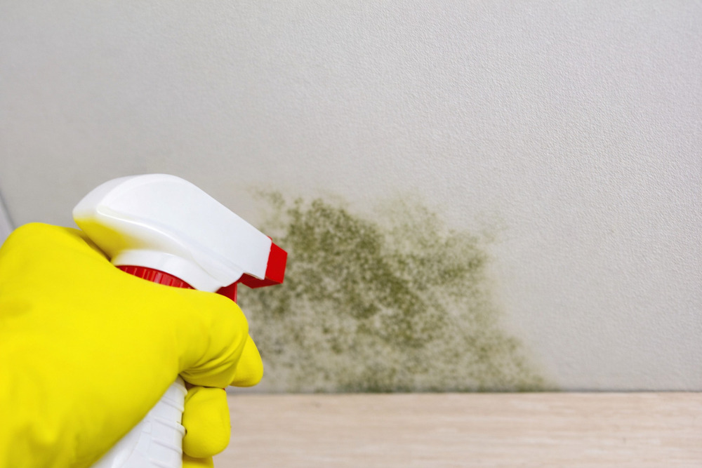 limpiar humedad pared 